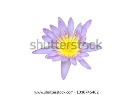 top view of purple, pink and yellow water lily isolated on white background