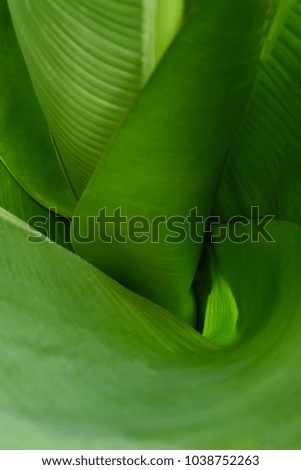 Funnel made green leaves, top view.  Vegetative background with selective focus. For cover magazine, poster, advertising and decoration. Vertical photo.