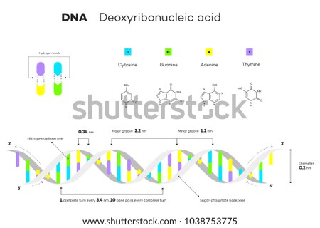 Molecular Structure Of DNA. Infographic Educational Vector Illustration.