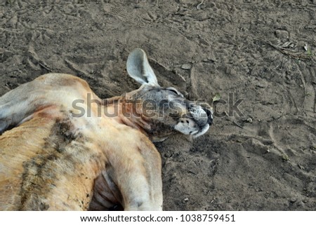  Very muscular and funny wild red kangaroo sleeping on the ground in Queensland, Australia