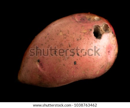 Potato tuber, isolated on a black background