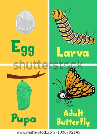 Illustration of the Life Cycle of a Monarch Butterfly from Egg, Larva, Pupa to Adult