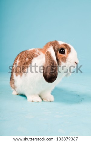 White brown rabbit isolated on blue background. Studio shot.