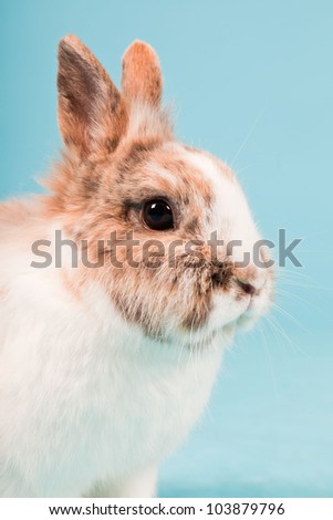 White brown rabbit isolated on blue background. Studio shot.