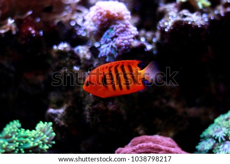 Flame Angelfish in reef aquarium tank