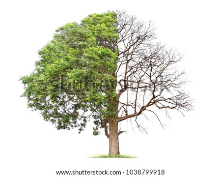 Concept of doubleness. Dead tree on one side and living tree on the different side. Isolated on a white background. Royalty-Free Stock Photo #1038799918