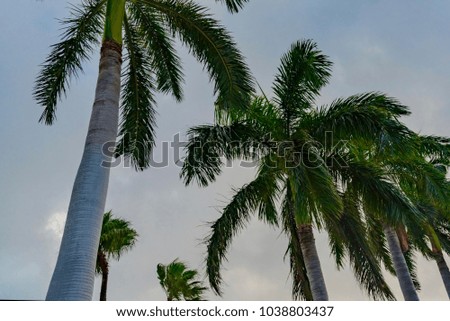 palm trees with sky in the background in the Caribbean sea