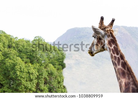 Close-up of a beautiful giraffe in front of some green trees