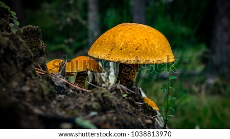 Golden Scally cap mushrooms growing on a rotting tree stump in a woodland