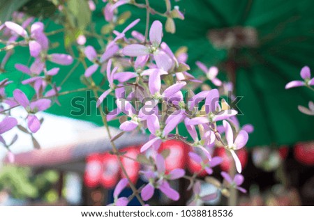 Purple flowers in Thailand