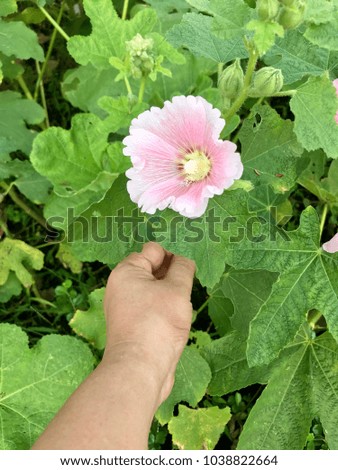 Hollyhock (Alcea) flower blossom in the garden, beautiful flower blooming, woman picking flower in the garden