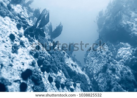 underwater landscape water