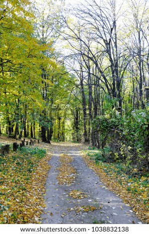 autumn forest, all the foliage is painted with golden color in the middle of the forest road. 