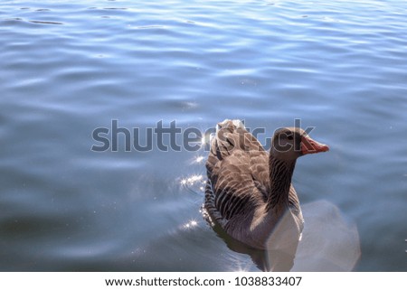 Duck swimming at the lake on the sunny day with lens flare