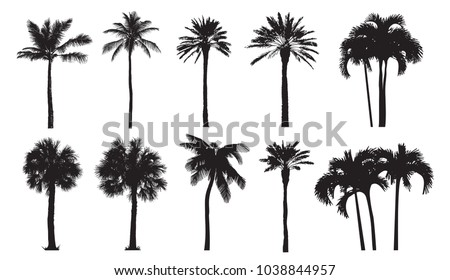 Tropical coconut palm, different natural varieties of trees. 
Set of vector illustrations. Perfect realistic black silhouettes isolated on white background. 