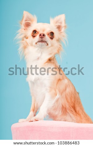 Chihuahua in pink basket isolated on blue background. Studio shot.