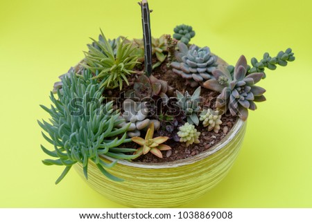 A group of beautiful  Miniature cactus succulent plants in flower pots. Succulent Mix:pachyphytum oviferum,sedum, echeveria, senecio.