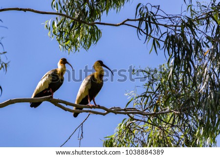 Theristicus caudatu, Curicaca, couple birds on branch tree with blue sky in backgroud