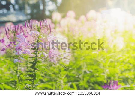 Magic pink rhododendron flowers on summer mountain