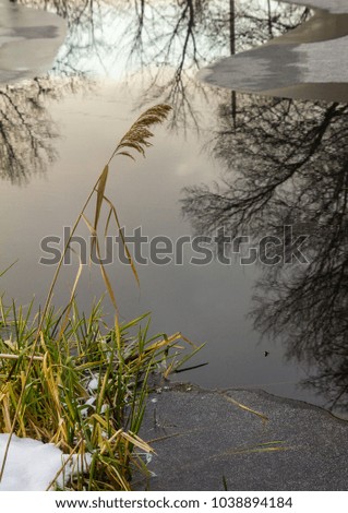 shore of a freezing lake with coastal reeds and rare trees on the other coast under the sky reflected in the cold smoothly partially covered with ice of late autumn
