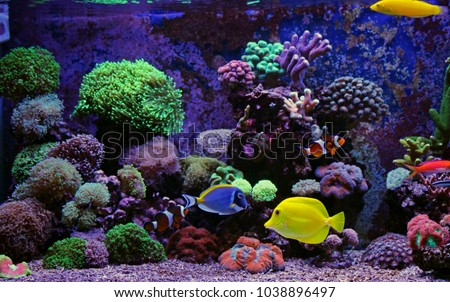 Saltwater coral reef fish tank