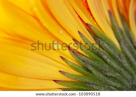gerberas, flowers and natural backgrounds