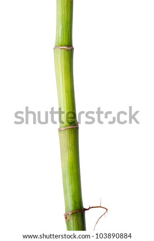 tropical bamboo stem on white background