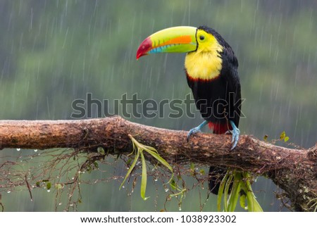 Toucan perched on branch in a rainy day. Costa Rica forest. 