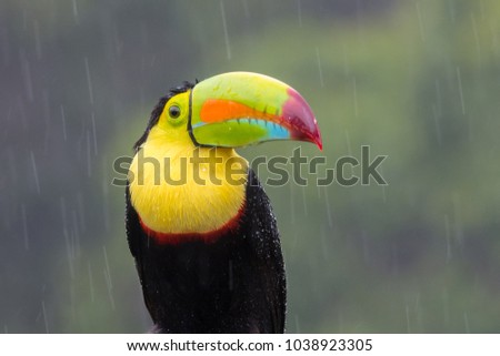 Toucan perched on branch in a rainy day. Costa Rica forest. 