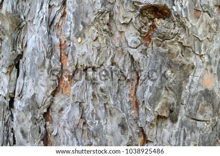 texture tree bark pine. photo taken in the taiga. Russia