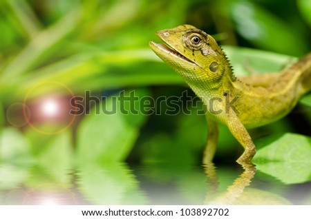 Lizard in green nature or in park or in the garden