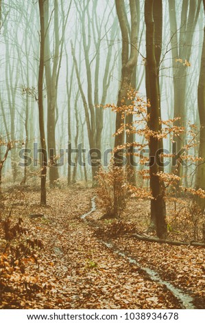 
Autumn mystical forest