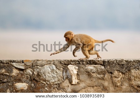 Macaque rhesus on the wall with beautiful blurry background. Cheeky monkey in the city area. Wildlife scene with danger animal. Hot weather in India. Macaca mulatta. Royalty-Free Stock Photo #1038935893