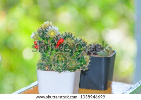 Cactus in a pot.