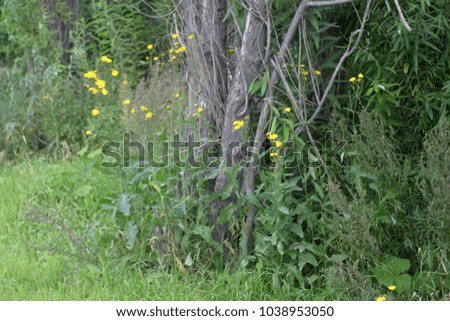 Wildflowers. Spring and summer background 