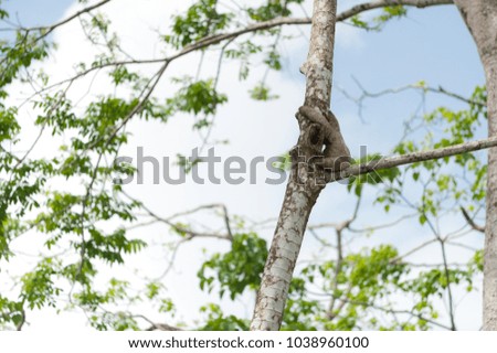 Baby sloth with big belly sitting in branch fork.