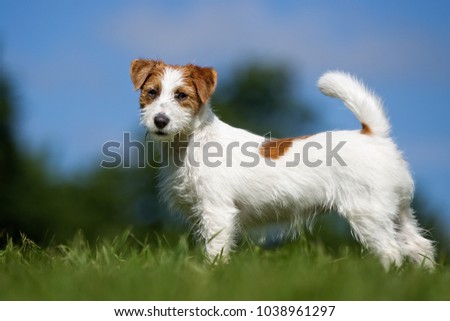 Purebred Jack Russel Terrier dog outdoors in the nature on grass meadow on a summer day. Royalty-Free Stock Photo #1038961297