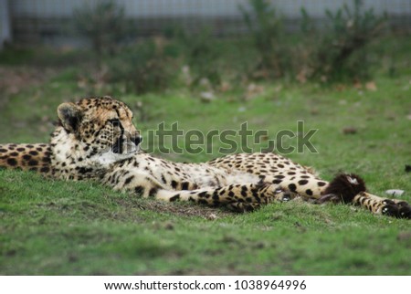 cheetah in United Kingdom 