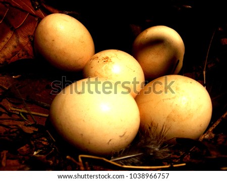 chicken eggs in the forest with some shadow on