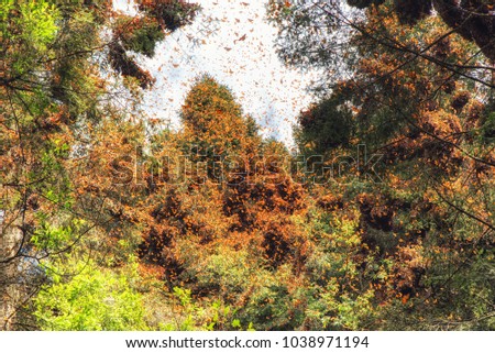 Monarch Butterflies Spring Awakening in Mexico Royalty-Free Stock Photo #1038971194