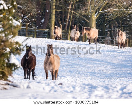 Konik ponies in the snow, following the 'beast from the east' snow storm, in Hothfield Common nature reserve, Kent, UK