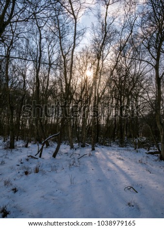 A view into a snowy woodland