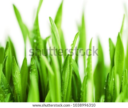Texture of a bright green fresh spring grass with morning dew on a white background. Macro photography. Background for your text and design
