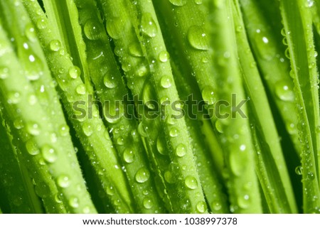 Texture of a bright green fresh spring grass with morning dew. Macro photography. Background for your text and design
                  