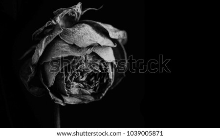 Rose in the dark. Black and white