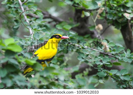 Birds (Black-naped Oriole) perched on the tree in nature.
