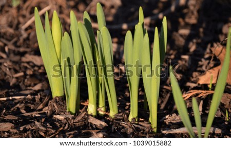 Spring plants, flowers sprouting in the sunshine, gardening