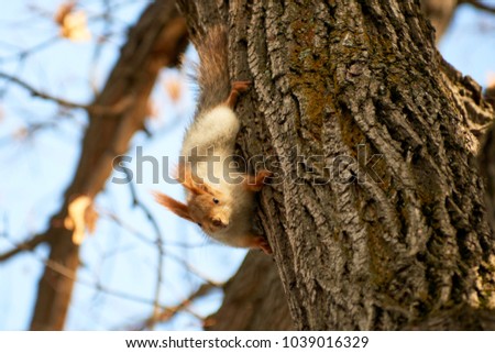 The squirrel. 
Squirrels are members of the family Sciuridae, a family that includes small rodents.
