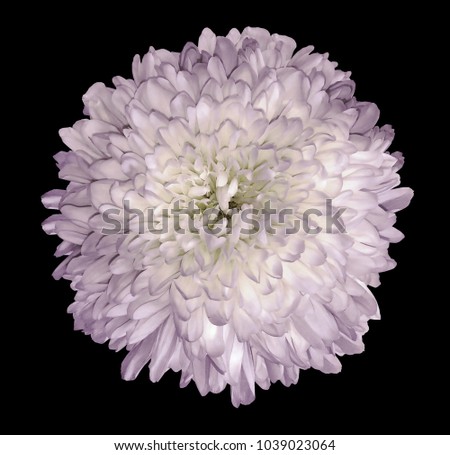 White-violet  chrysanthemum  flower. Black isolated background with clipping path.   Closeup  no shadows.  For design.  Nature.
