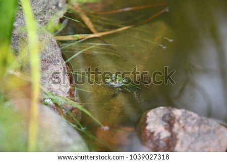 wild animals outdoor - close up photography of a green big frog with black dots sitting comfortably on a stone in a water pond on a sunny summer day